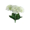 DDD Hortensia Iana