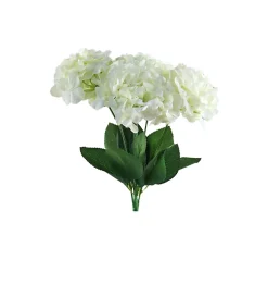 DDD Hortensia Iana