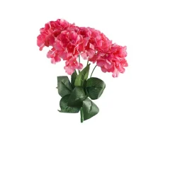 DDD Hortensia Imani