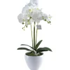 DDD Orchidee Lina