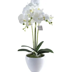 DDD Orchidee Lina