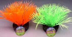 Sydeco Sunny plant 11 cm