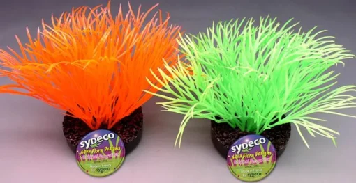 Sydeco Sunny plant 11 cm